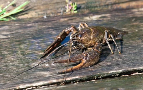 stock image Alive crayfish