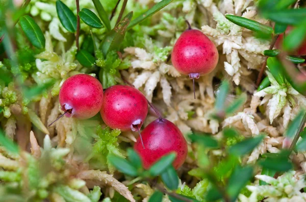 Cranberries selvagens crescendo em pântano, colheita de outono — Fotografia de Stock