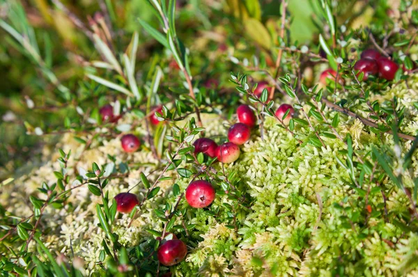 Wild cranberries growing in bog, autumn harvesting — Stock Photo, Image