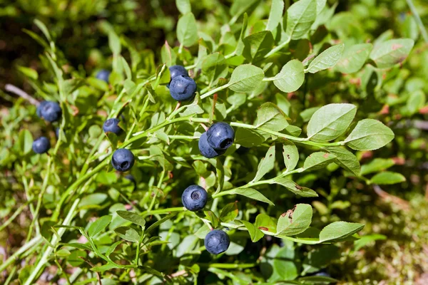 Bush of a ripe bilberry in the summer closeup — Stock Photo, Image