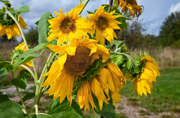 Schöne Sonnenblumen auf dem Feld vor blauem Himmel — Stockfoto