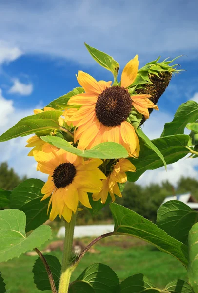 Gelbe Sonnenblumen auf dem Feld vor blauem Himmel — Stockfoto
