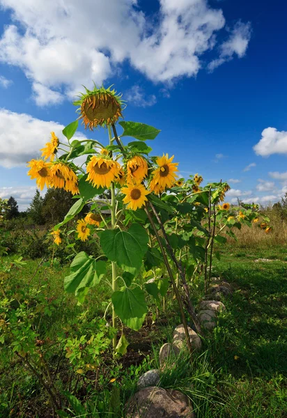 Gelbe Sonnenblumen auf dem Feld vor blauem Himmel — Stockfoto