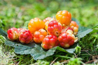 Cloudberry üzerinde ahşap arka planı yeşil odaklanmamış. taze yaban f