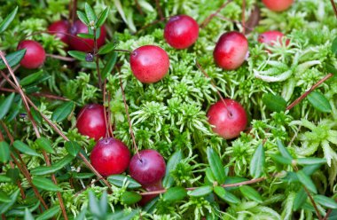 Wild cranberries growing in bog, autumn harvesting clipart