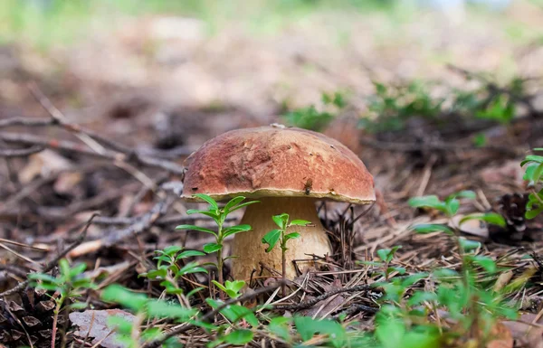 草丛中的蘑菇 — 图库照片