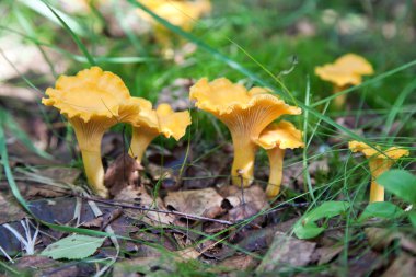 Cantharellus cibarius çim