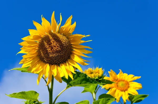 Piękne słoneczniki przeciwko błękitnemu niebu — Zdjęcie stockowe