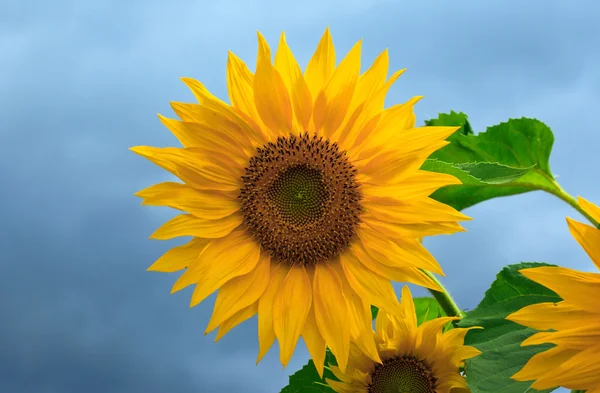 Gelbe Sonnenblumen am bewölkten Himmel Hintergrund — Stockfoto