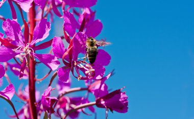 Purple Alpine Fireweed on blue sky background