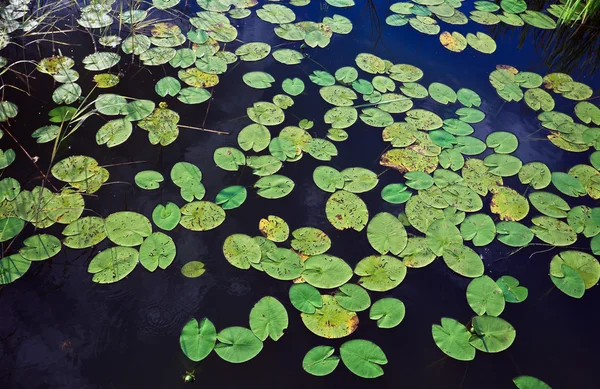 湖の表面に水のユリの葉します。 — ストック写真