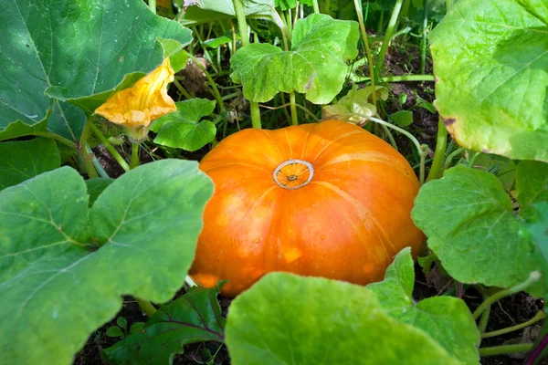 Stock image Growing pumpkins in a field