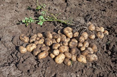 patates hasadı