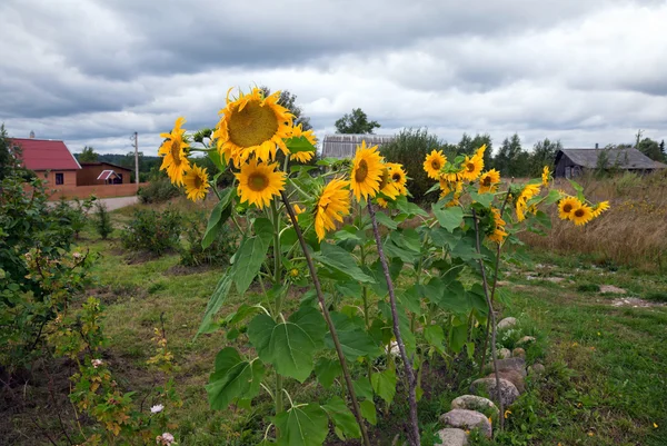 Ländliche Szenerie mit schönen Sonnenblumen — Stockfoto