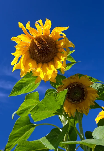 Krásné slunečnice proti modré obloze — Stock fotografie