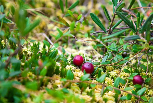 Дика журавлина, що росте на болоті, осіннє збирання — стокове фото