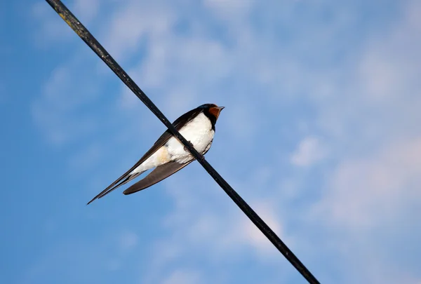 stock image Swallow on blue sky background