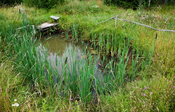 Маленький пруд в деревне — стоковое фото