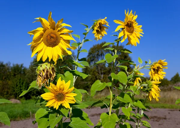 Schöne Sonnenblumen vor blauem Himmel — Stockfoto