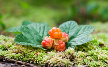 Cloudberry on a green unfocused background. Fresh wild fruit