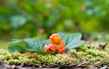 Cloudberry on a green unfocused background. Fresh wild fruit