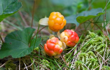 Cloudberry closeup yazın. Taze yabani meyve