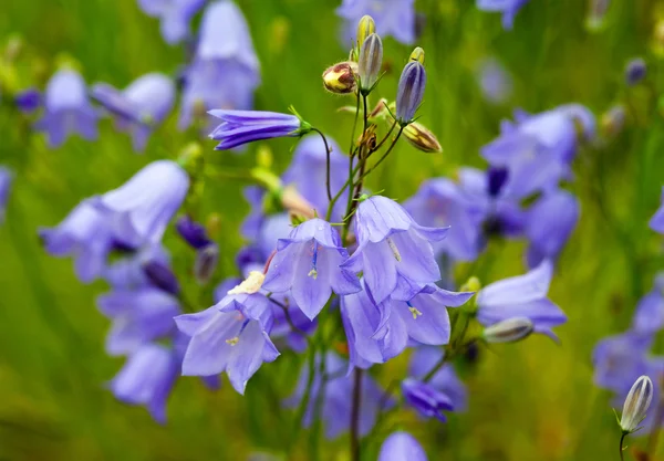 Flowers bell closeup — Stock Photo, Image