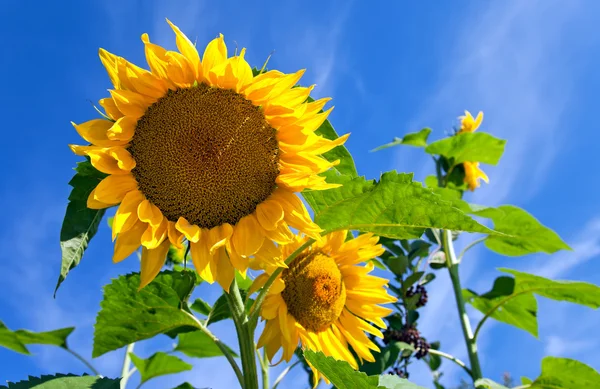 Vackra gula solrosor mot blå himmel — Stockfoto