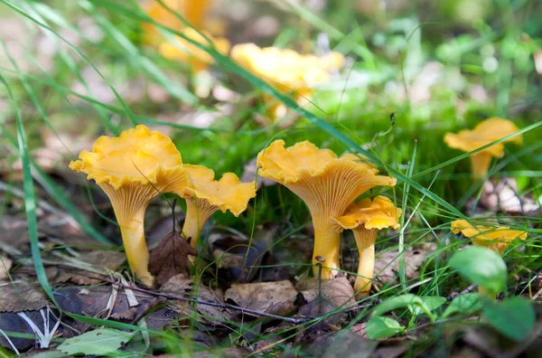 Chanterelle in the grass — Stock Photo, Image