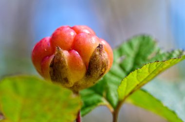 Cloudberry closeup yazın. Taze yabani meyve