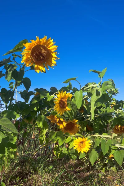 Schöne gelbe Sonnenblumen vor blauem Himmel Hintergrund — Stockfoto