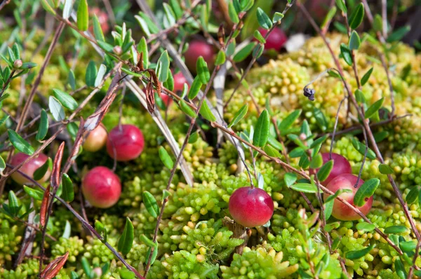 Cranberries selvagens crescendo em pântano — Fotografia de Stock