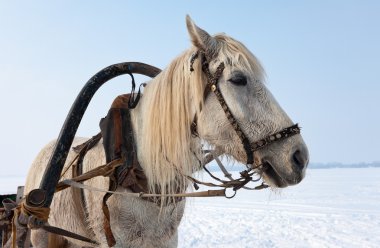 beyaz at koşum takımı ile baş. russi kışın çekilmiş fotoğrafı