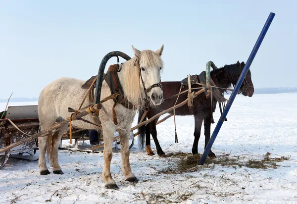 Dos caballos a la orilla de un río congelado —  Fotos de Stock
