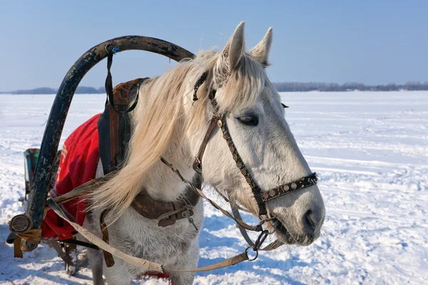 Testa di cavallo bianco con imbracatura . — Foto Stock