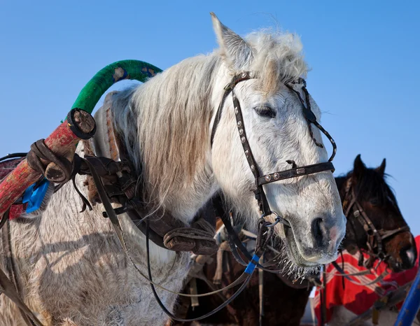 Szef białego konia z uprzęży. — Zdjęcie stockowe