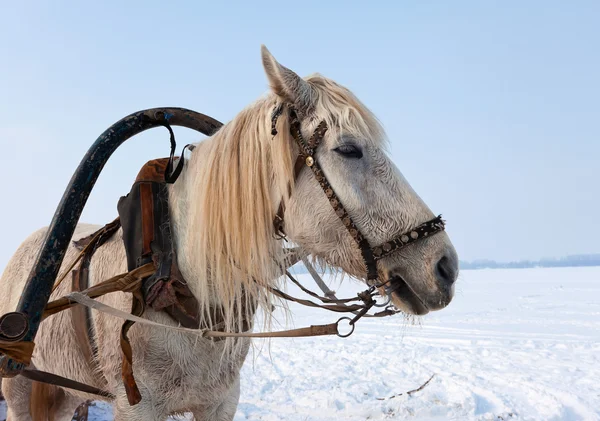 Kopf des weißen Pferdes mit Geschirr. — Stockfoto