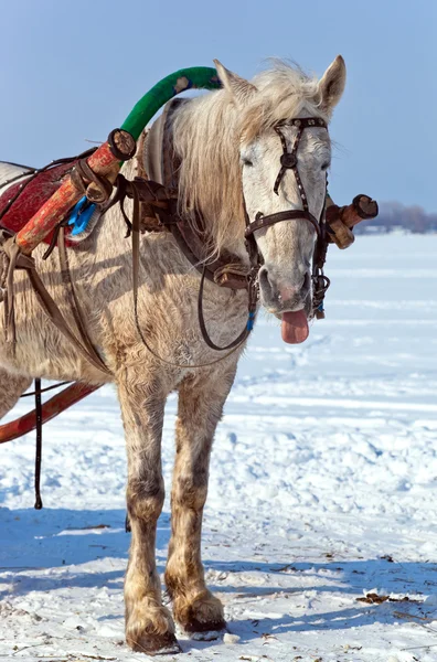 Caballo en la orilla de un río congelado en Rusia — Foto de Stock