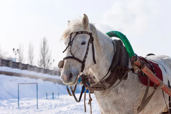 Hoofd van wit paard met harnas. — Stockfoto