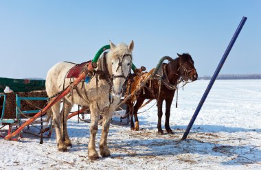 Two horses at the bank of a frozen river in Russia clipart