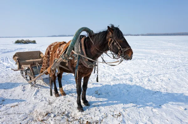 Лошадь на берегу замерзшей реки в России — стоковое фото
