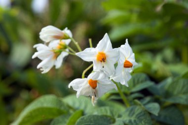 patates çiçek Blossom yakın çekim