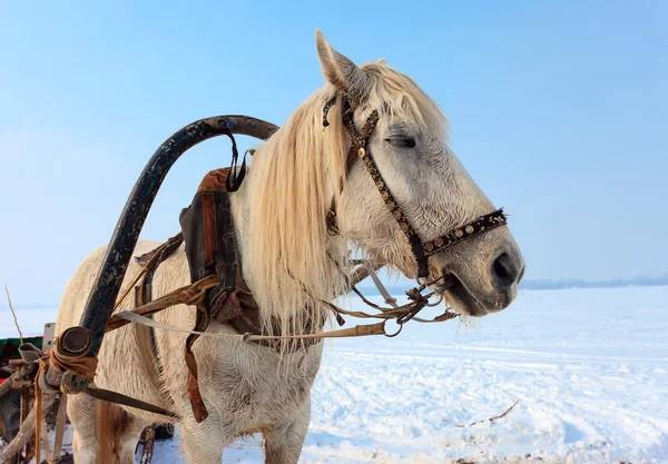 Cavallo bianco con imbracatura in inverno — Foto Stock