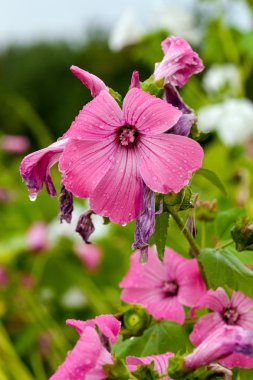 Pink flowers closeup in summer clipart