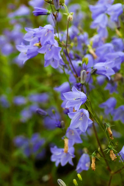 stock image Closeup of bellflower with nature medow background