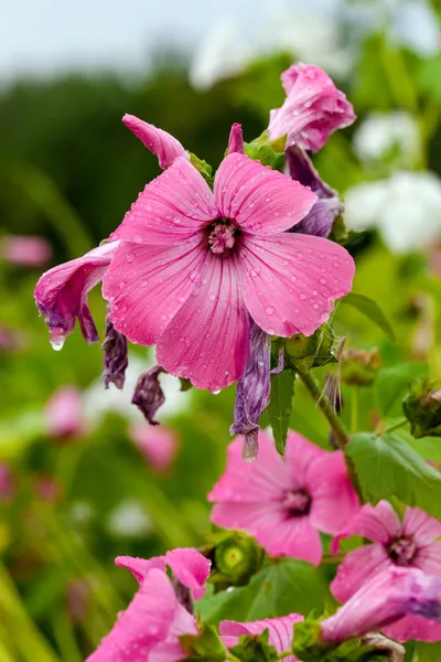 Fiori rosa primo piano in estate — Foto Stock