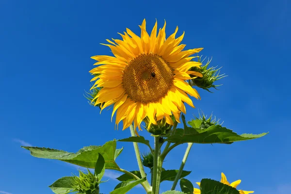 Piękne żółte słoneczniki na tle niebieskiego nieba — Zdjęcie stockowe