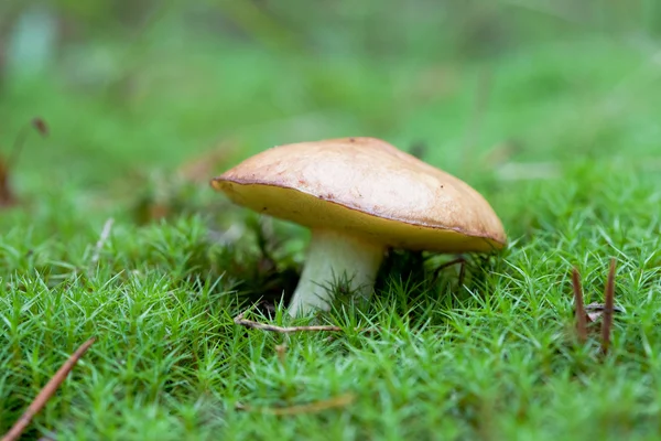Коричневый гриб в мху — стоковое фото