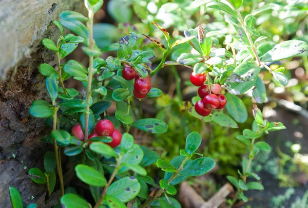 Лінгонурний кущ з ягодами — стокове фото