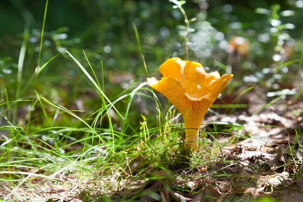 Chanterelle in the grass — Stock Photo, Image